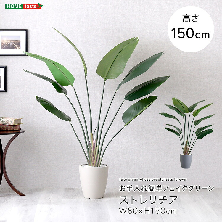 お手入れ簡単フェイクグリーン　ストレリチア　Mサイズ(150cm)｜aline