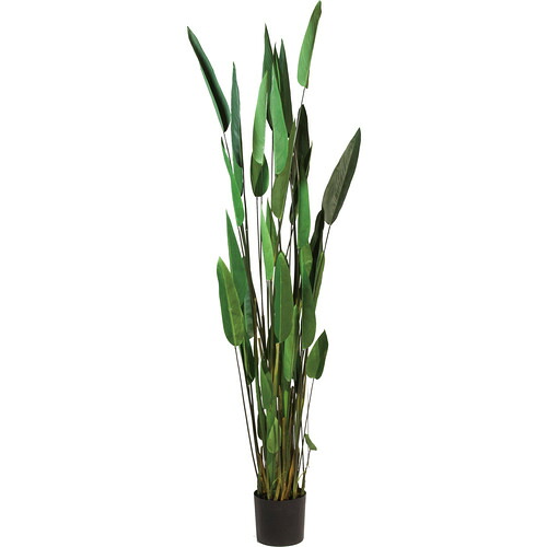 ポピー GLP-1513 カンナ 全長200cm 幅55cm 鉢φ20cm&times;H17cm グリーン GLP1513｜キムラヤ店