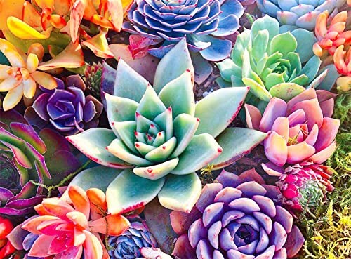 ダイヤモンドアートクラブ【多肉植物】 57074953852_1.jpg