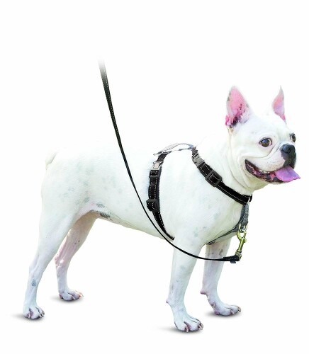 PetSafe（愛玩動物セーフ） 3インチ1馬具 犬用 引っ張り押しとどめる 運転相応う 形づくる用