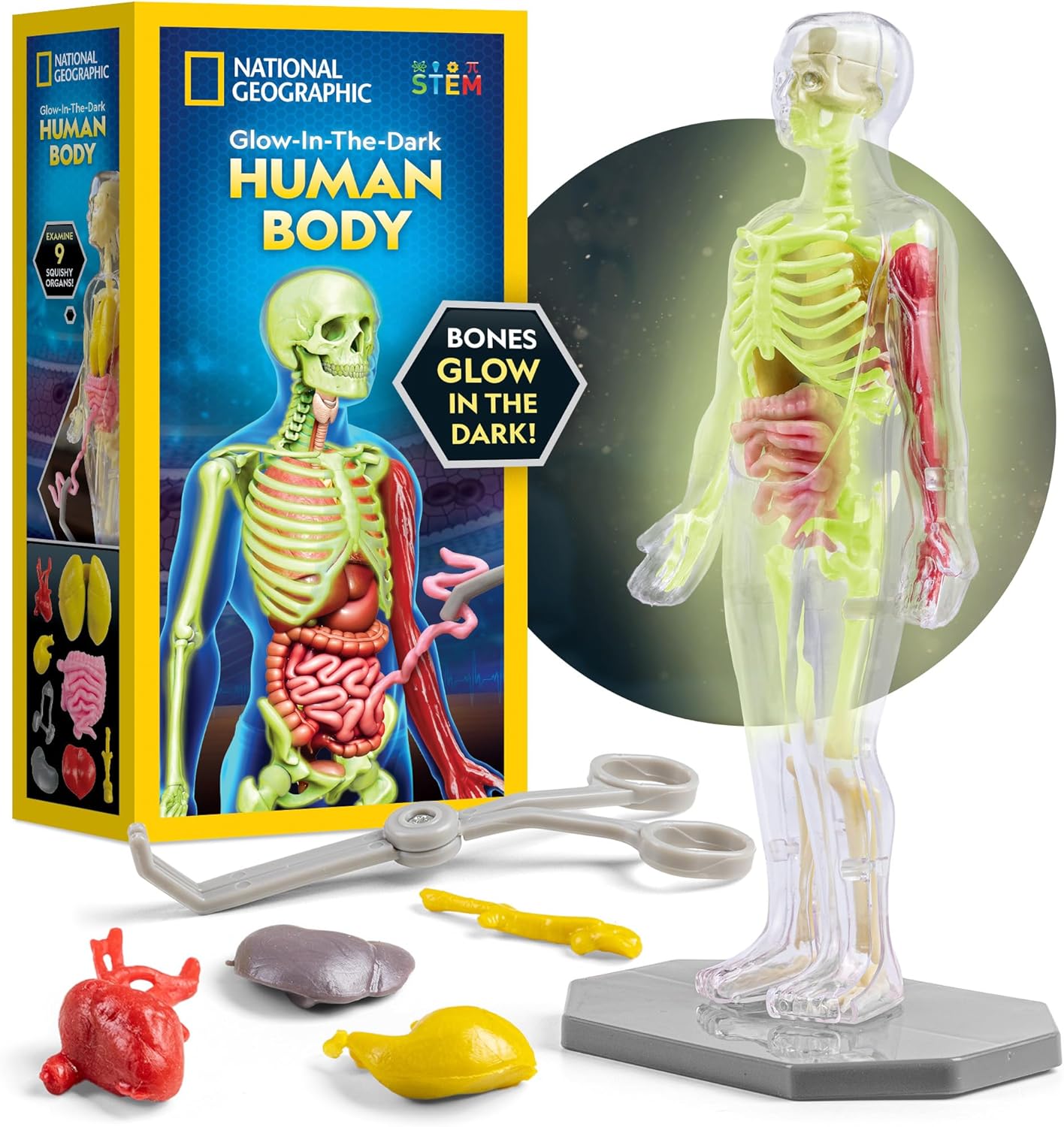 JMW Sales, Inc. National Geographic Society 人体模型キット（暗闇で光るタイプ）子供向け 32ピース インタラクティブ解剖学モデル／骨・臓器・筋肉付き／科学学習キット／解剖学・生理学教材 ナショナルジオグラフィック ヒューマンボディモデル骨格 内臓 筋肉 学習キット