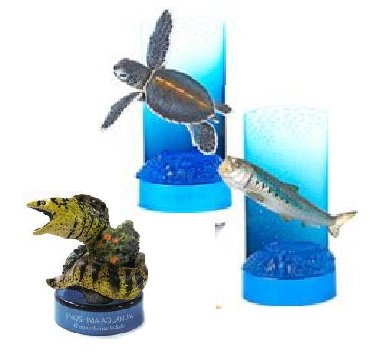 楽天市場】新江ノ島水族館立体生物図録 復刻版 ハナゴンドウ