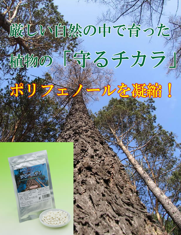 シベリアカラマツ