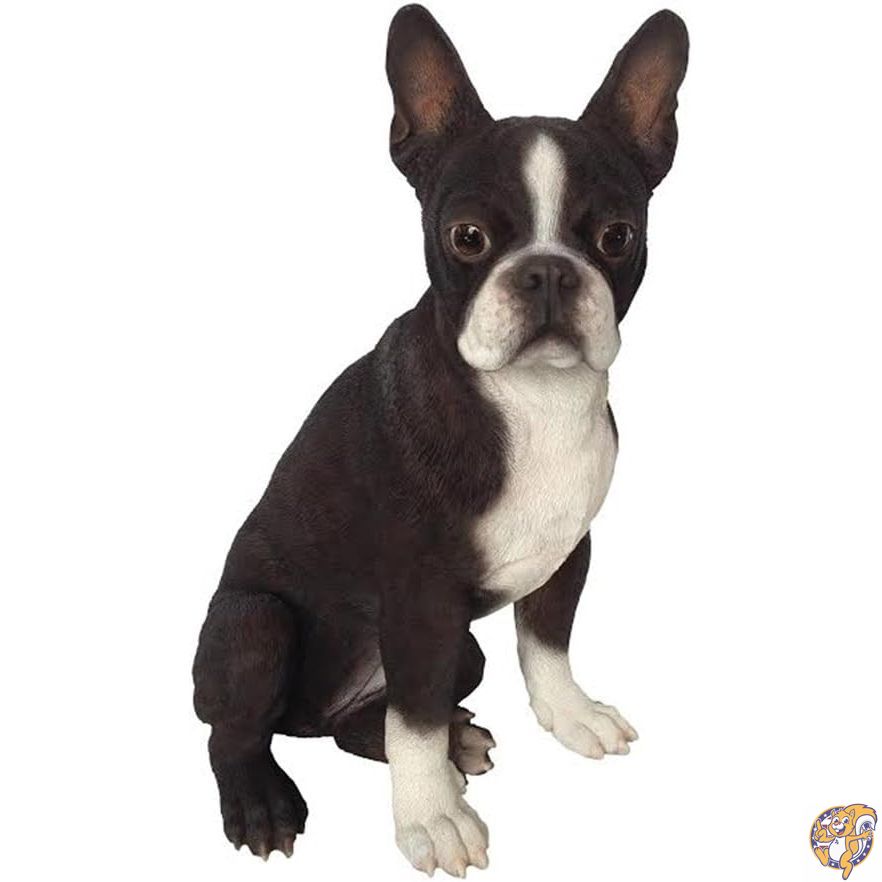 Hi-Line Gift Ltd Boston Terrier Dog Statue 18,829円