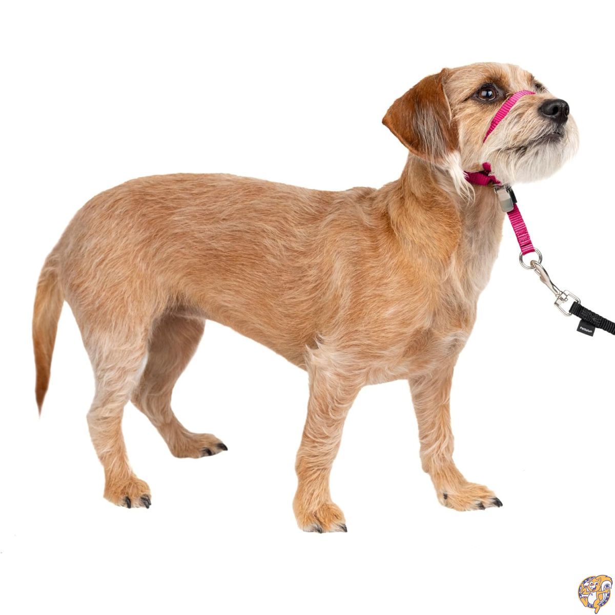 PetSafe 愛玩動物セーフ ジェントルリーダー 尖端色合い クイック上木（S ラズベリー）