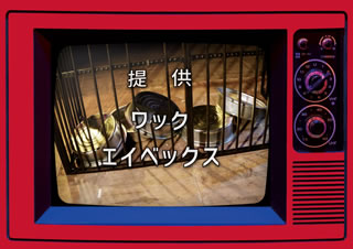 【国内盤CD】【新品】豆柴の大群 ／ まめジャー! [CD+BD][3枚組][初回出荷限定盤(初回生産限定盤 CD+2Blu-ray)]