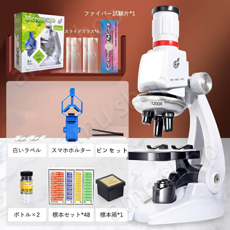 楽天市場】顕微鏡用標本 標本12枚セット 動物標本 昆虫標本 植物