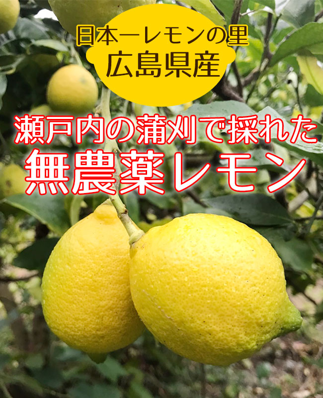 楽天市場 広島県産 瀬戸内 レモン 2kg お子様にも安心 安全 皮ごと食べれる無農薬レモン 国産レモン 広島レモン 蒲刈レモン 次回使えるクーポンプレゼント アミュゼスポーツ