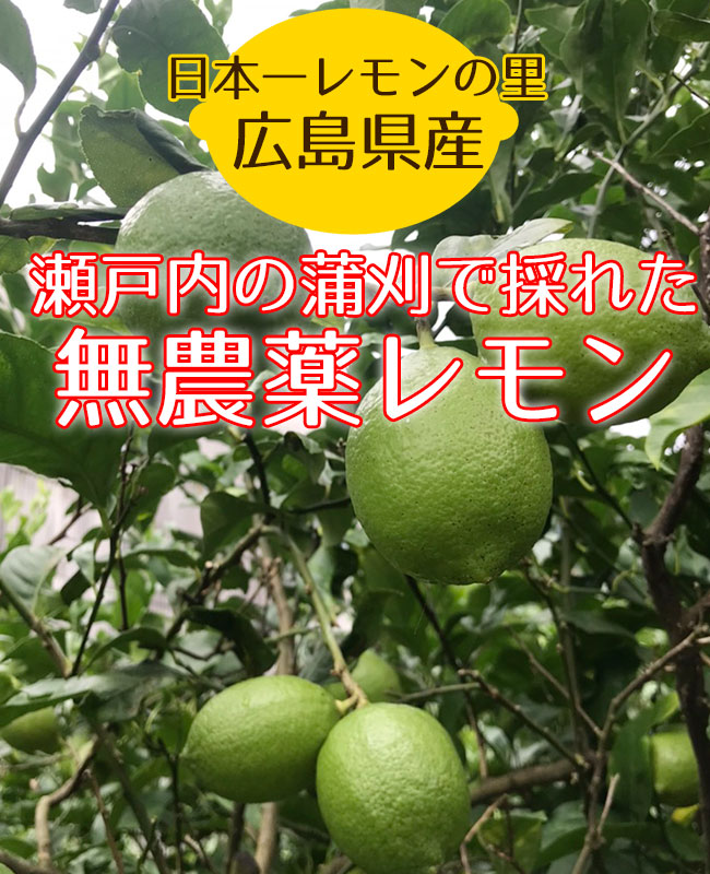 楽天市場 広島県産 瀬戸内 グリーンレモン 2kg お子様にも安心 安全 皮ごと食べれる無農薬レモン 国産レモン 広島レモン 蒲刈レモン 次回使えるクーポンプレゼント アミュゼスポーツ