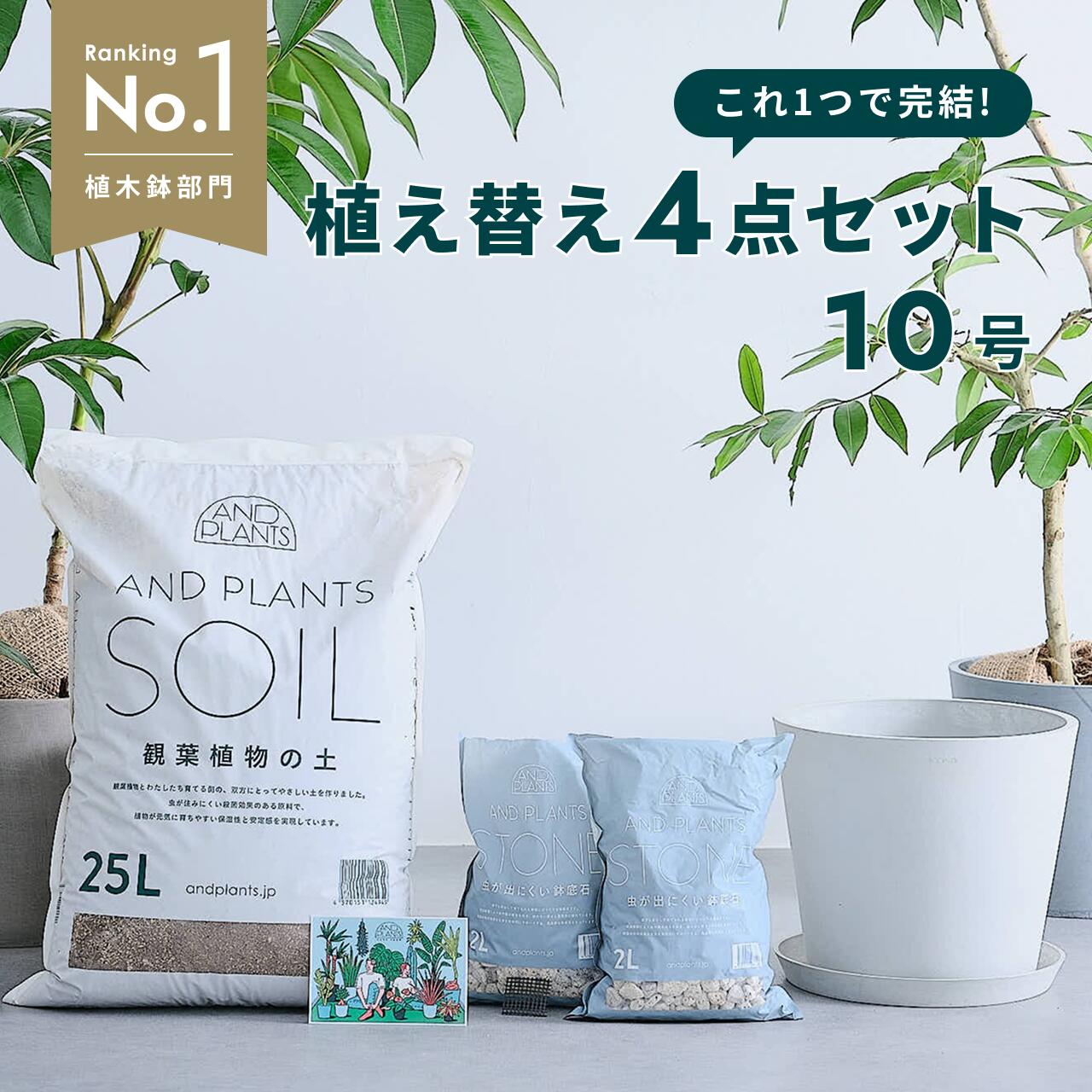 楽天市場】観葉植物 植え替え セット Lサイズ 10号 植木鉢 ホワイト