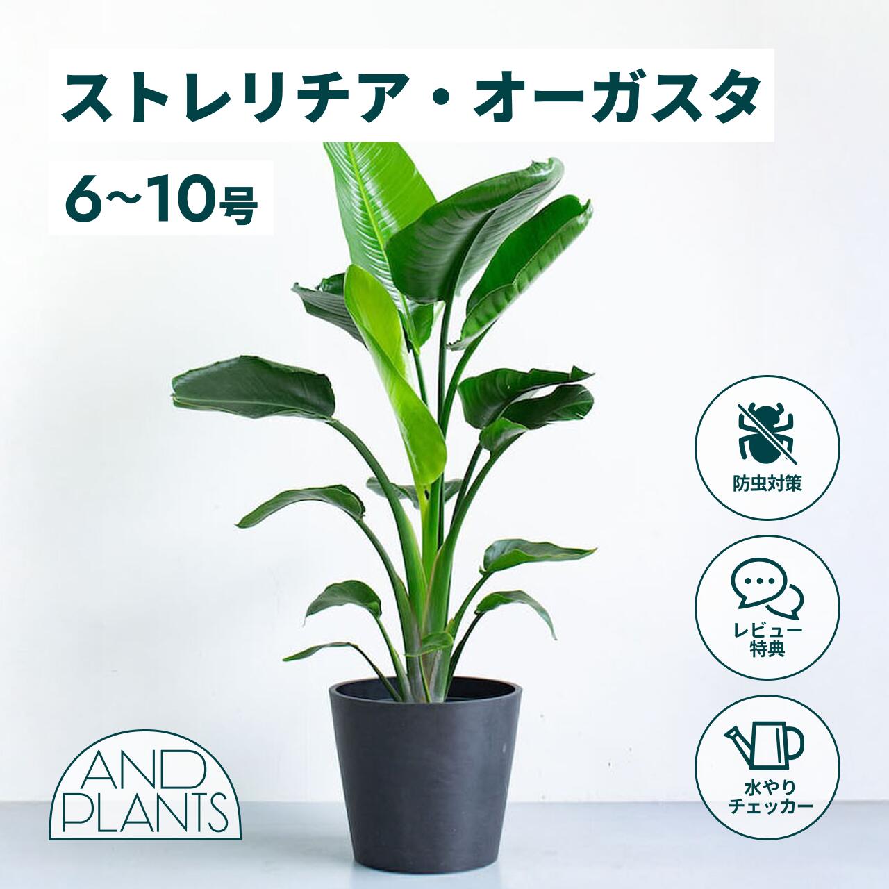 楽天市場】＼3日間限定MAX45％OFF／ ストレリチア オーガスタ 観葉植物