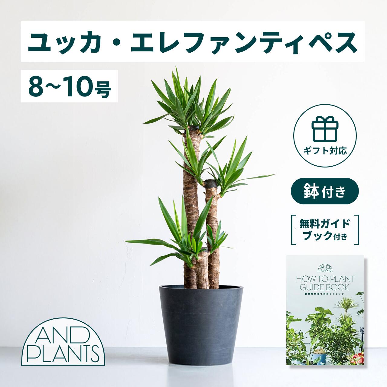 ＼レビュー特典あり／ユッカ エレファンティペス 観葉植物 本物 大型 小さい 軽い ミニ インテリア おしゃれ アンドプランツ andplants エコポッツ ecopots 鉢 植木鉢 育てやすい 枯れにくい 風水 縁起 プレゼント ギフト 新築祝い 結婚祝い 開業祝い 送料無料