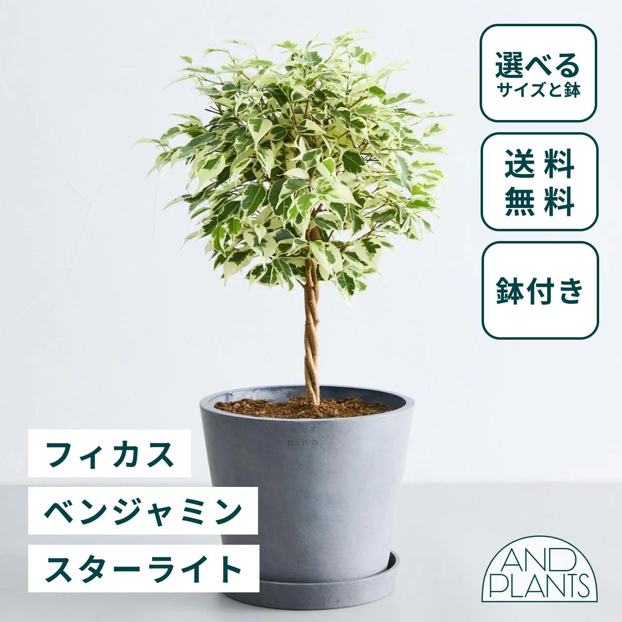 光触媒　人工観葉植物　フェイクグリーン　ベンジャミナスターライトコアッド 光触媒 人工観葉植物 フェイクグリーン ベンジャミナスター