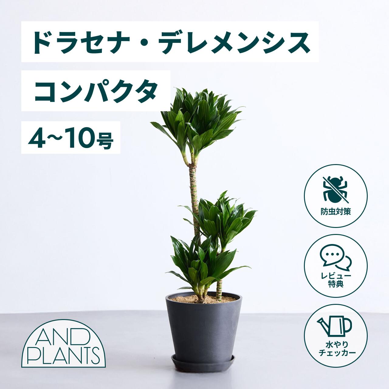 ディオーン　　エデュレ 楽天市場】観葉植物 ディオーン エデュレ ソテツ 9cmポット 観葉植物
