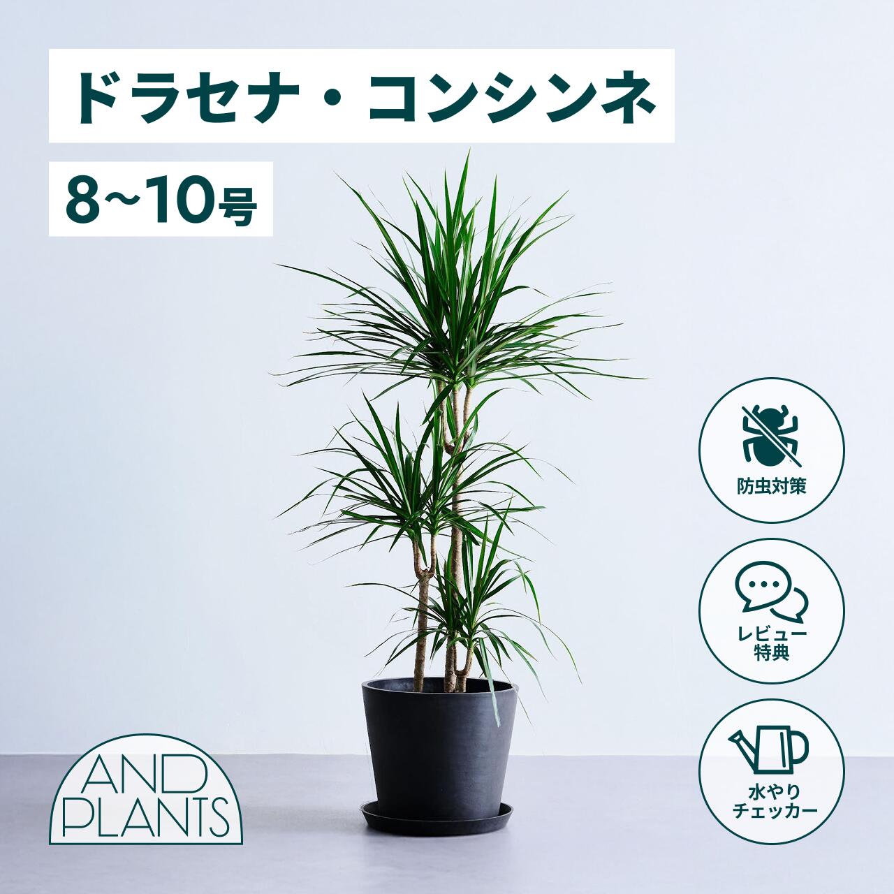 楽天市場】【楽天スーパーセール P5倍】 観葉植物 ディオーン エデュレ