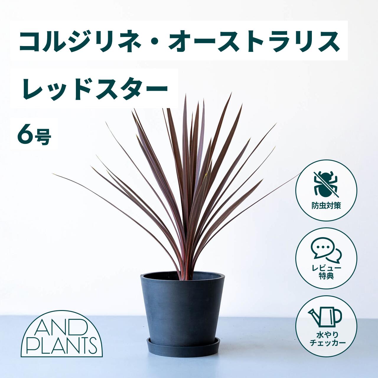 楽天市場】【現品発送】コルジリネ(コルディリネ) レッドスター10号鉢