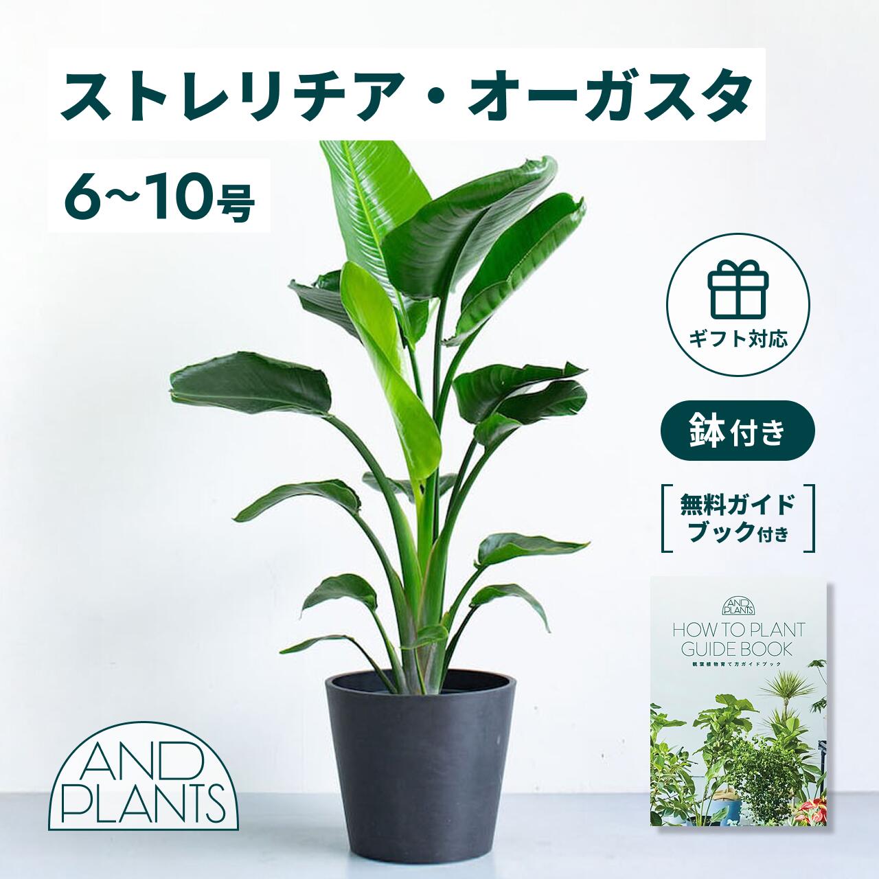 ＼レビュー特典あり／ ストレリチア オーガスタ 観葉植物 本物 大型 小さい 軽い ミニ インテリア おしゃれ アンドプランツ andplants エコポッツ ecopots 鉢 植木鉢 育てやすい 枯れにくい 風水 縁起 プレゼント ギフト 新築祝い 結婚祝い 開業祝い 送料無料