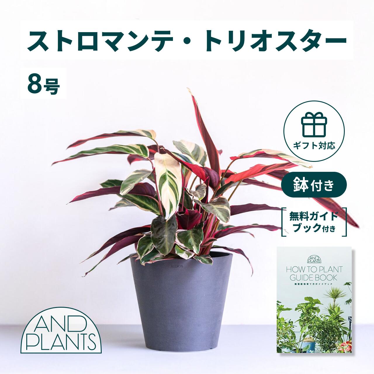 楽天市場】観葉植物 インテリア ストロマンテ トリオスター 6号