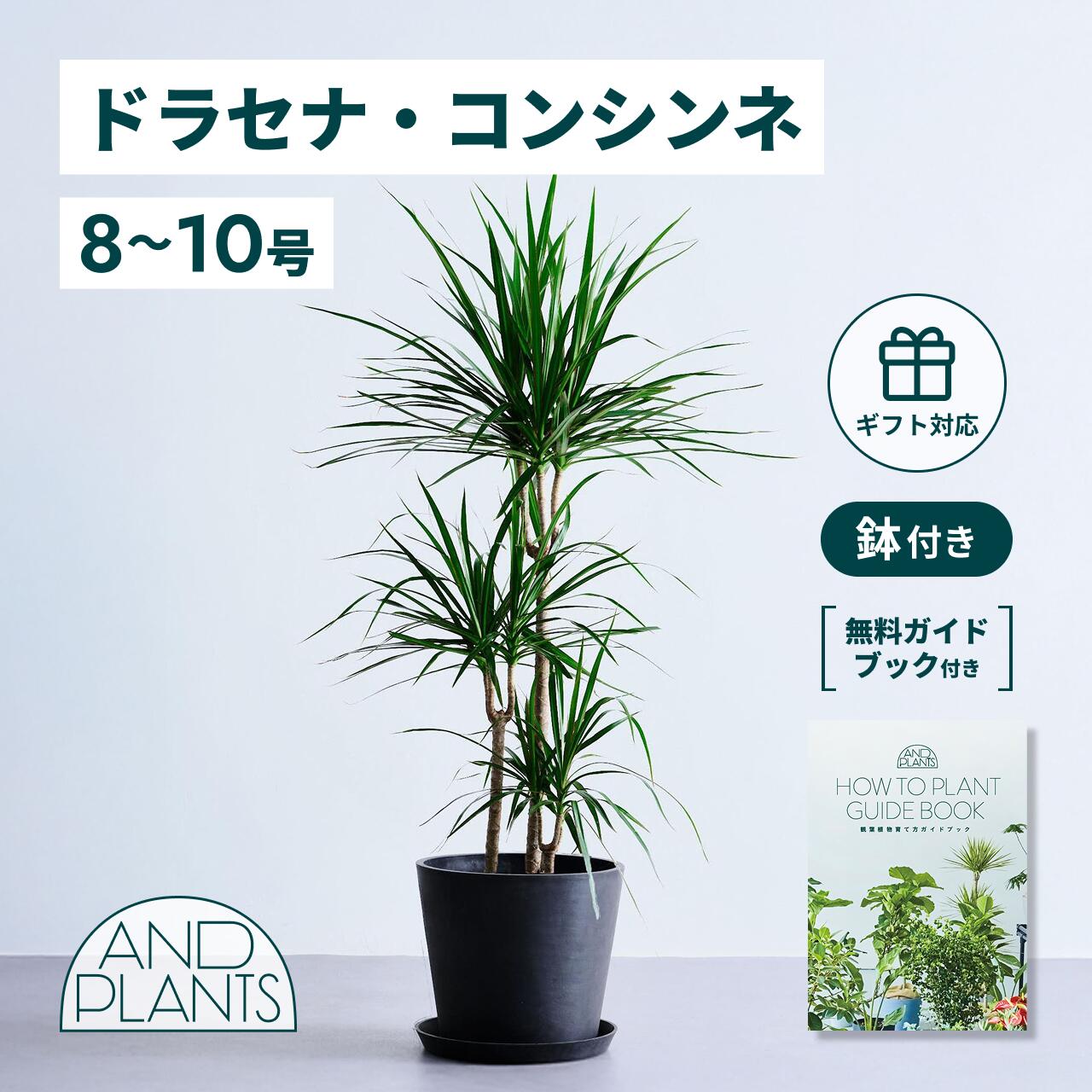 楽天市場】【5%OFFクーポン有り！2月6〜9日限り】ドラセナ 高さ68cm 1
