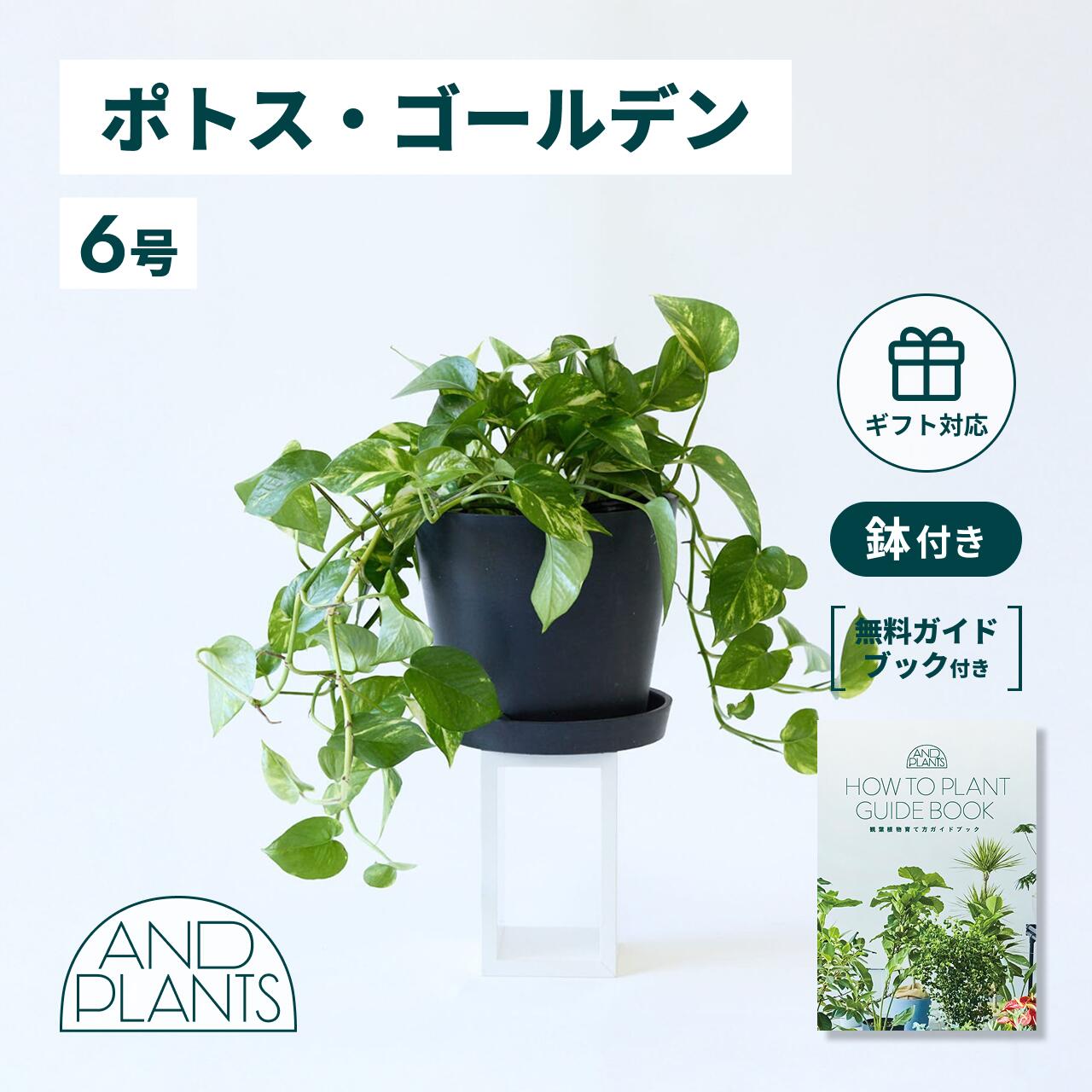 ＼文芸批評排他的権利あり／オウゴンカズラ ゴールデン 観葉草木 大型 たわい無い たわい無い ミニ 室内装飾 今めかしい アンドプランツ エコポッツ ecopots 鉢 鉢 育て分かりやすい 枯れにくい 風水 相図 差し上げ物 差し上げ物 営造祝賀会 一緒になる祝賀会 開業祝賀会 申し立て歌留多 貨物輸送無料