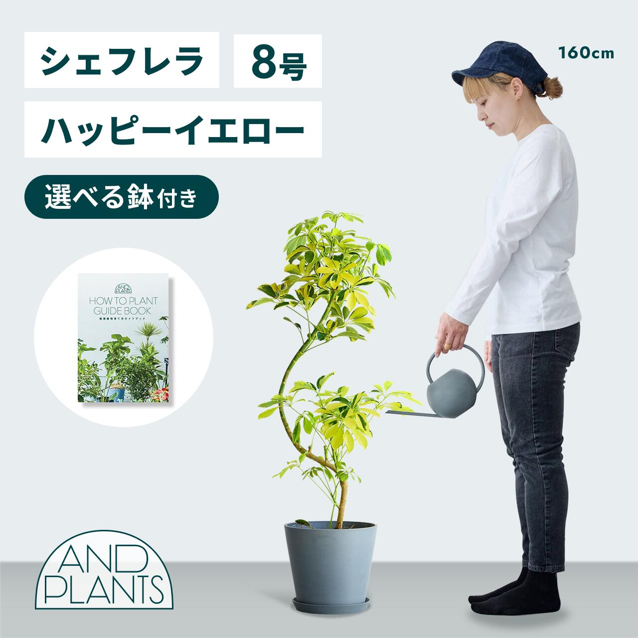 ＼レビュー特典あり／シェフレラ ハッピーイエロー 観葉植物 本物 大型 小さい 軽い ミニ インテリア おしゃれ アンドプランツ エコポッツ ecopots 鉢 植木鉢 育てやすい 枯れにくい 風水 縁起 プレゼント ギフト 新築祝い 結婚祝い 開業祝い 送料無料