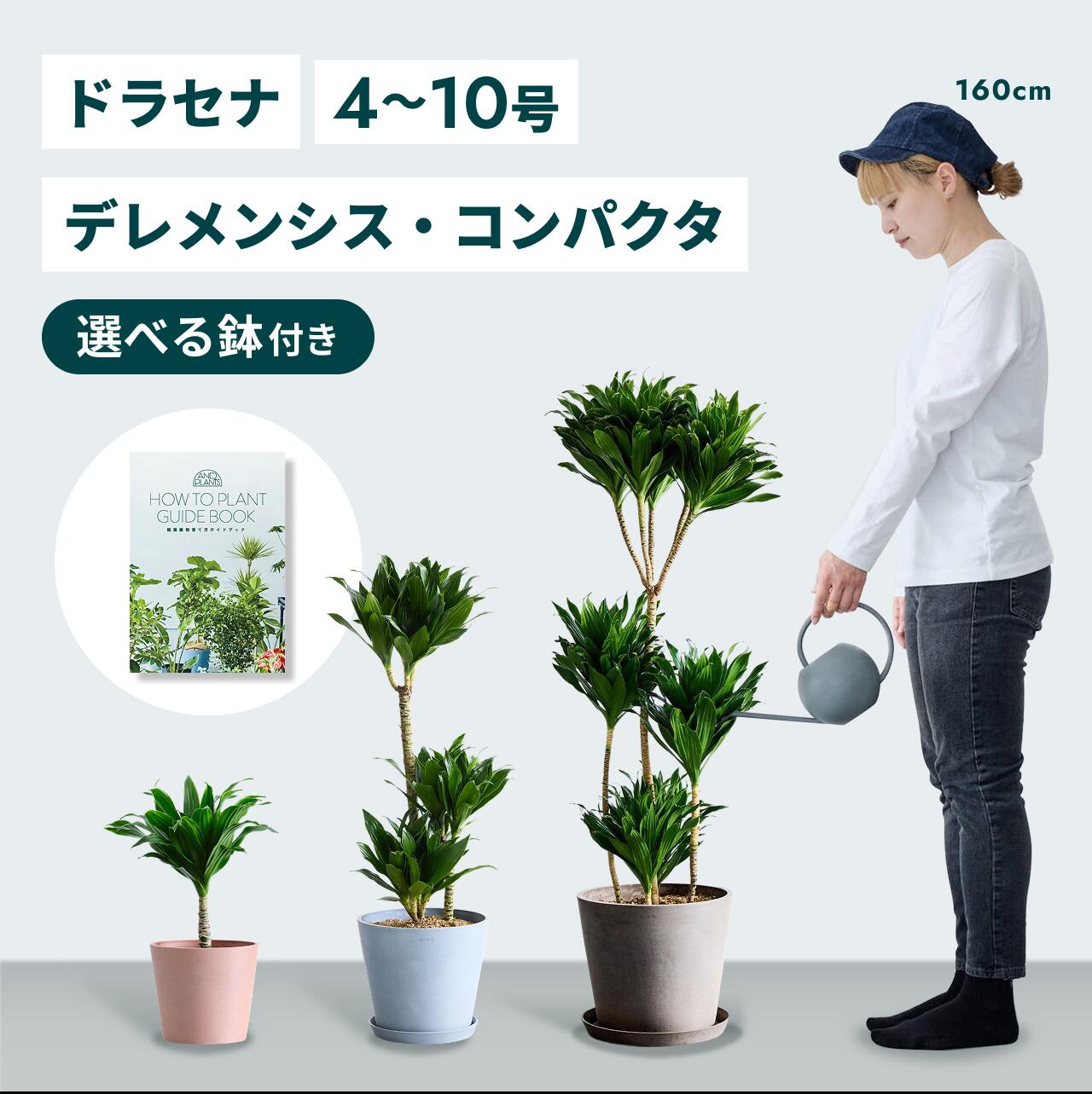 ＼文芸批評排他的権利あり／ドラセナデレメンシス コンパクタ 観葉草木 本物 大型 たわい無い たわい無い ミニ 室内装飾 今めかしい アンドプランツ エコポッツ ecopots 鉢 鉢 育て分かりやすい 枯れにくい 風水 相図 差し上げ物 差し上げ物 営造祝賀会 一緒になる祝賀会 開業祝賀会 貨物輸送無料
