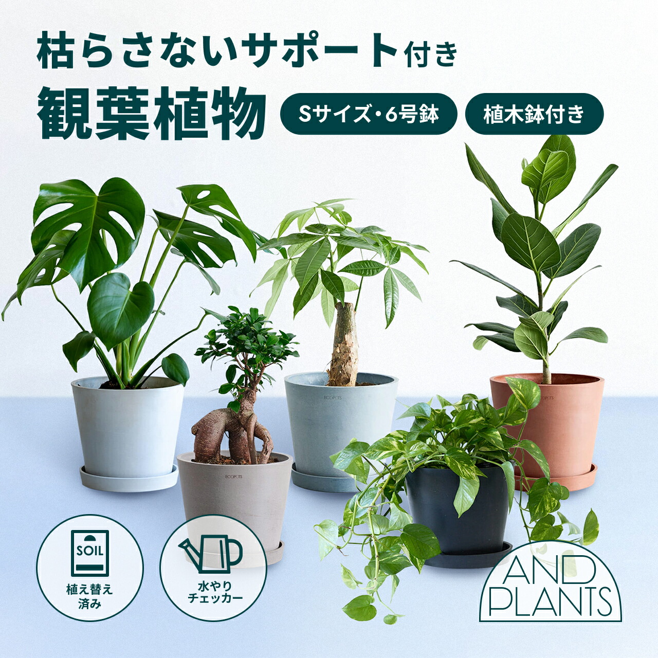 ＼レビュー特典あり／ 枯らさない サポート付き 観葉植物 本物 初心者 入門 お試し 育てやすい 枯れにくい 屋内 室内 インテリア おしゃれ 軽い ミニ アンドプランツ エコポッツ ecopots 鉢 植木鉢 風水 縁起 プレゼント ギフト 新築祝い 結婚祝い 開業祝い 送料無料