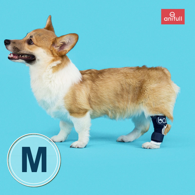 Bt Hock 足根関節サポーター Mサイズ愛犬の足首のサポートに足首サポーター Tajikhome Com