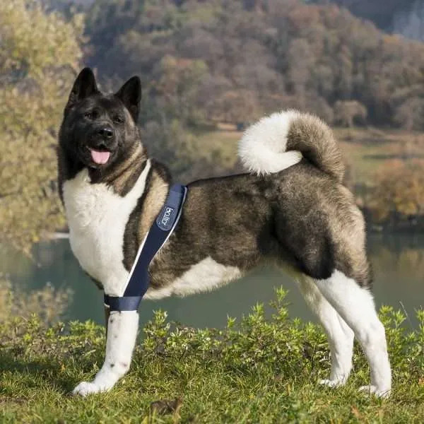 【anifull 公式】 BT SOFT PLUS (両肘関節クッションサポーター) BALTO バルト アニフル 両肘 肘 肘関節 左右 クッション 圧迫 サポーター 犬用品 犬用 犬 犬用肘 犬用肘サポーター 送料込｜愛犬と一緒に歩くを叶えるanifull 18,722円