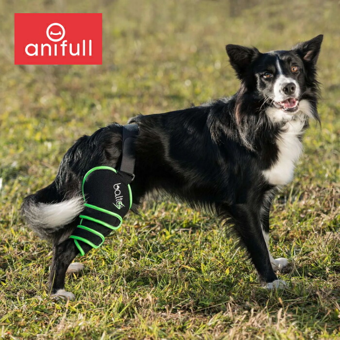 BALTO SPORT AGILE (膝愛読者)  膝に苦しむことを抱えた愛犬へ 膝蝶つがい愛読者 バルト 貨物輸送込