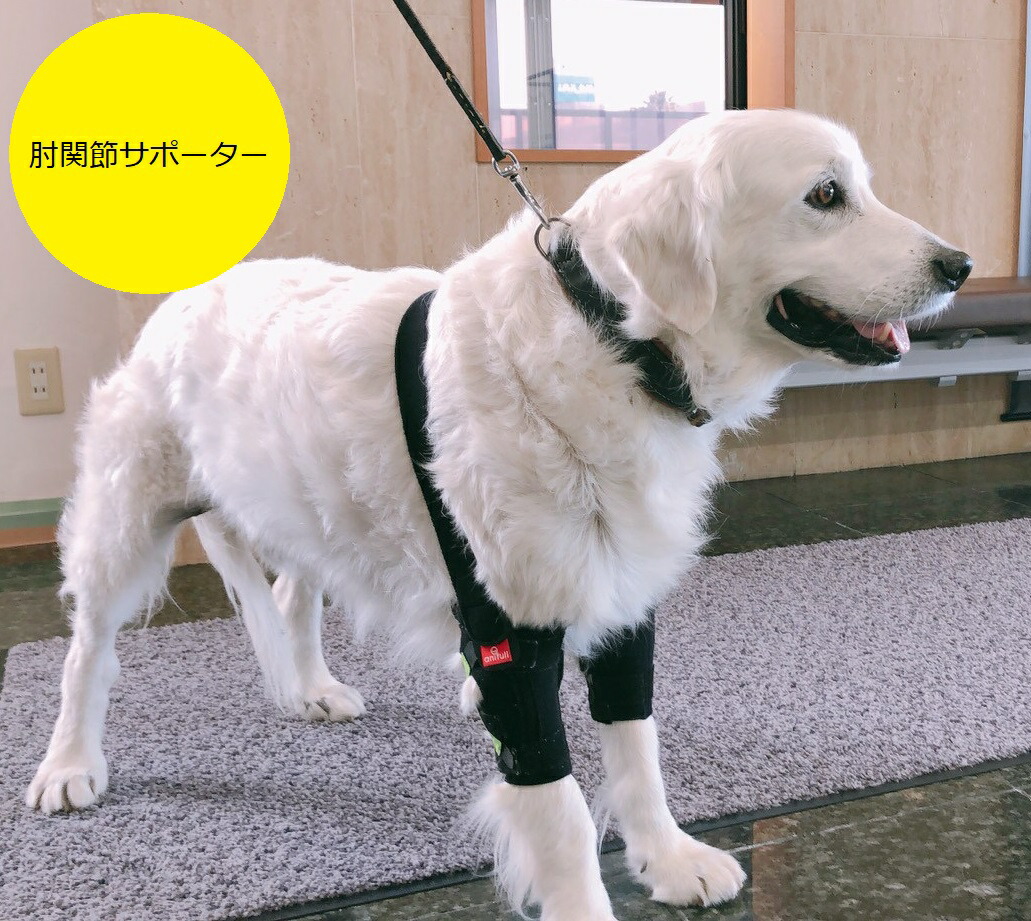楽天市場】BALTO SPORT AGILE (膝サポーター) 膝に悩みを抱えた愛犬へ