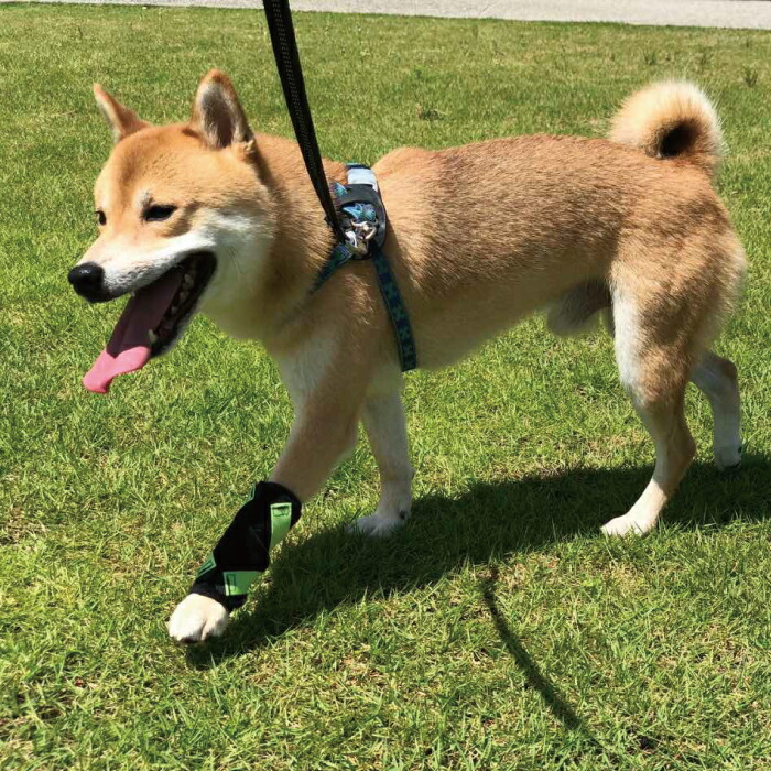 8周年記念イベントが 犬用品 手 前足 手根関節 サポーター 固定 制限 底屈 背屈 歩行補助 手首 超小型犬用 オーダーメイド 日本製 ダイヤ工業 Anifull アニフル Somardistribuidora Com