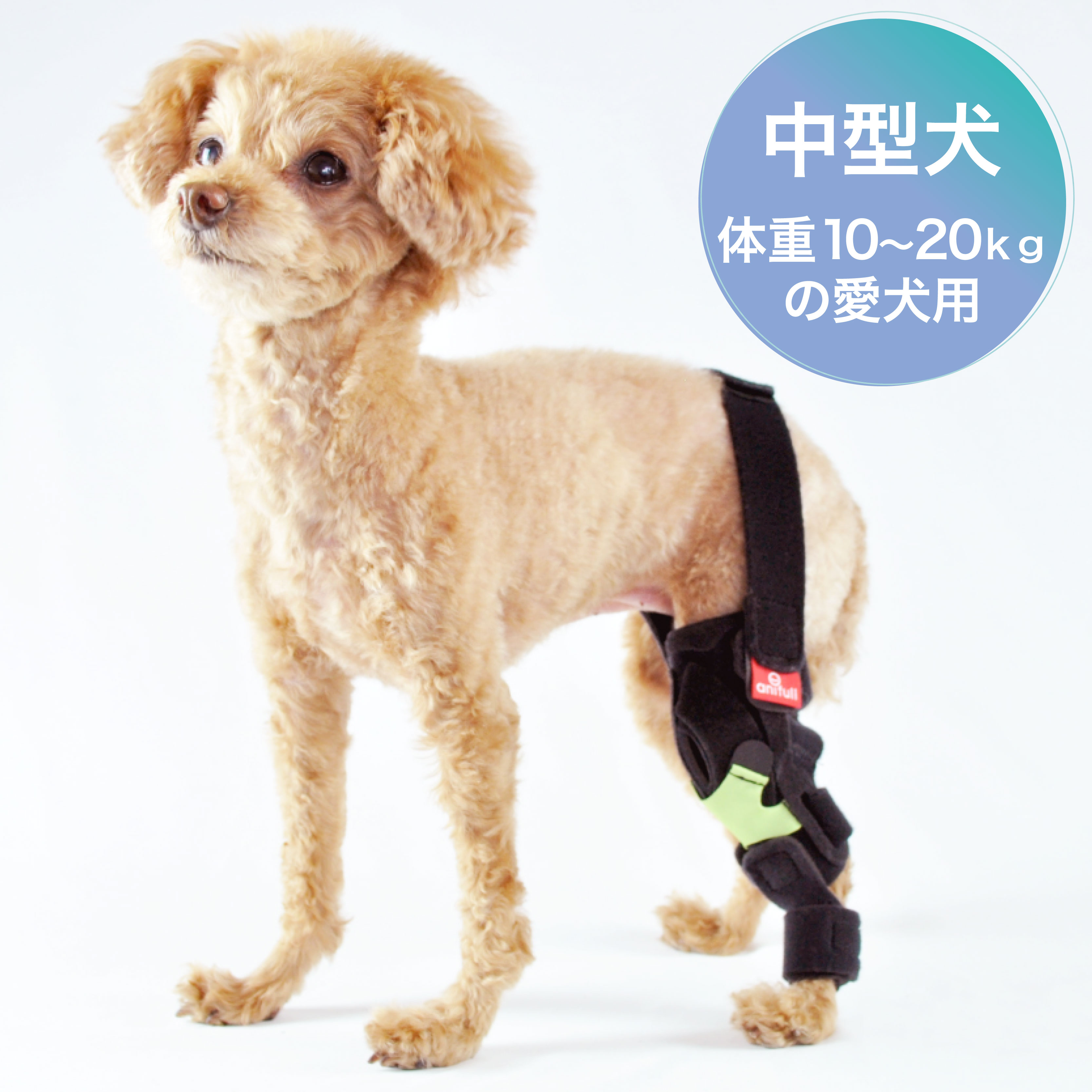 楽天市場 犬用膝サポーター 小型犬用 体重4 10ｋｇ 犬用品 固定 制限 底屈 背屈 歩行補助 後足 膝関節サポーター オーダーメイド 日本製 ダイヤ工業 Anifull アニフル 愛犬と一緒に歩くを叶えるanifull