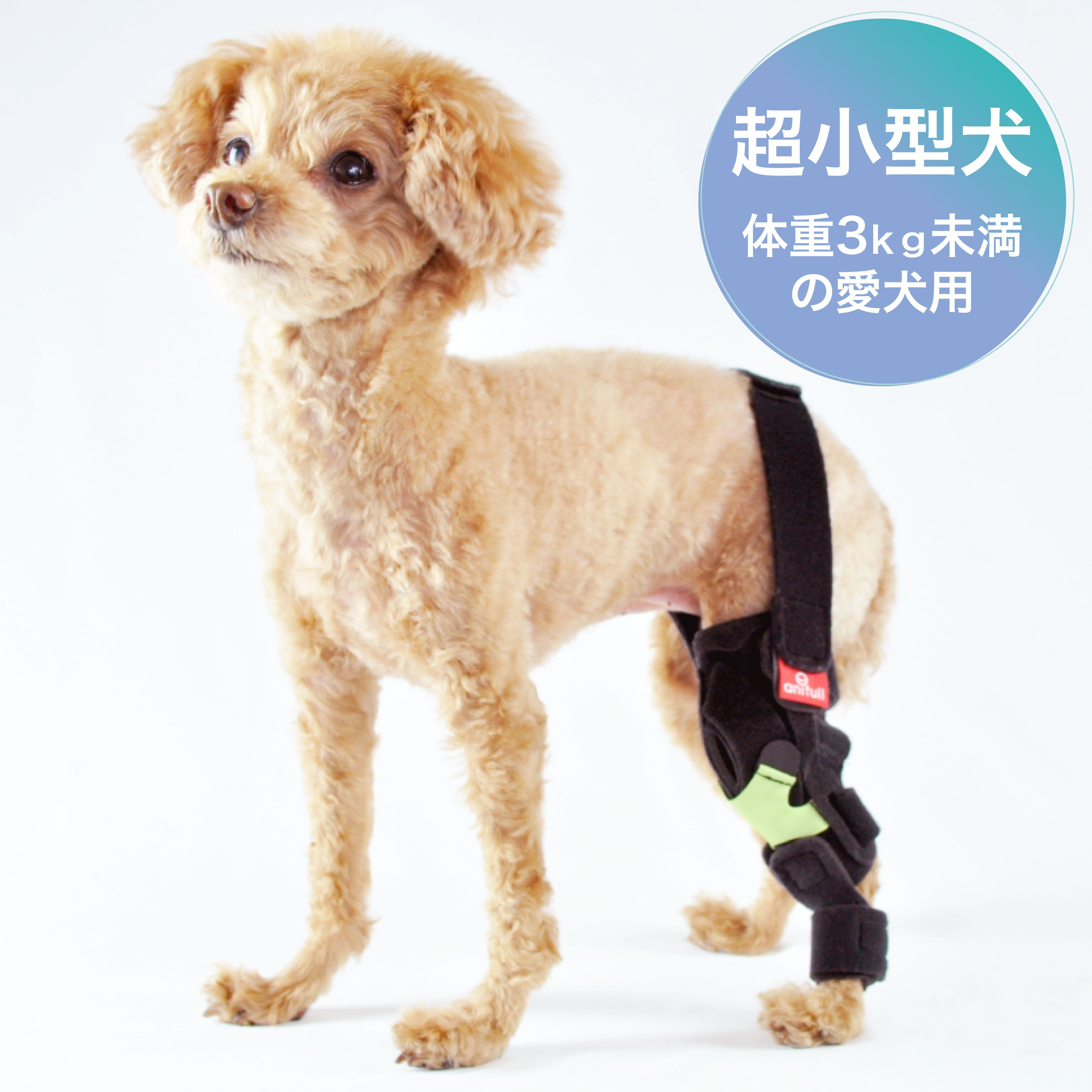 楽天市場】BT LIFE(股関節サポーター)XSサイズペット用 股関節サポーター : 愛犬と一緒に歩くを叶えるanifull