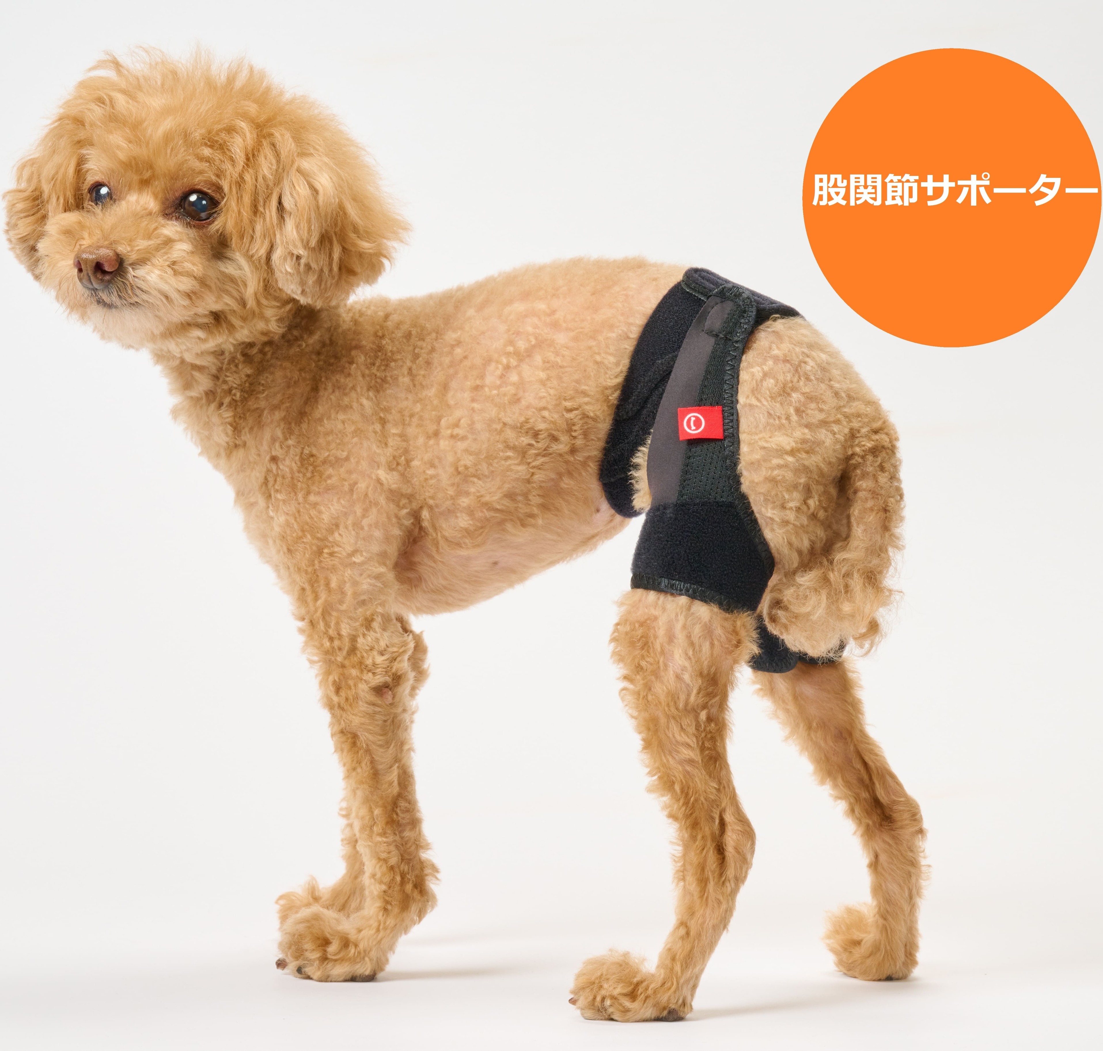 楽天市場】BT LIFE(股関節サポーター)XSサイズペット用 股関節サポーター : 愛犬と一緒に歩くを叶えるanifull