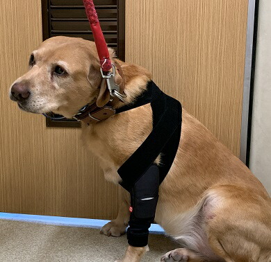 楽天市場】【anifull 公式】 アニサポ ショルダースリーブ 小型犬向け