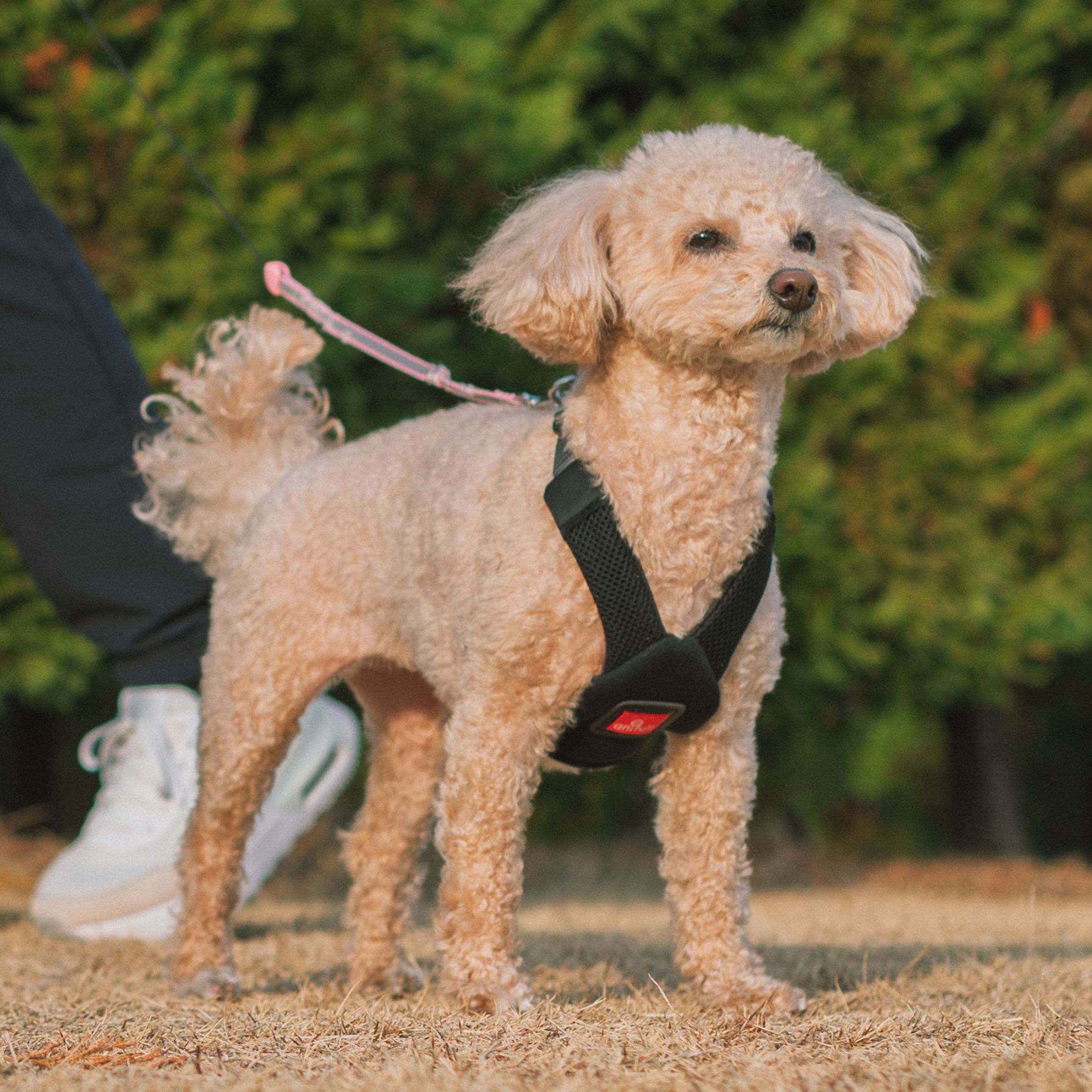 【anifull 堅苦しさ】 アニサポ ハーレストActive  アニフル 日本製 犬用 犬 喉笛に分かりやすい 馬具 喉笛 咳 呼吸作用器 喉笛衰弱 引っ張り癖 軽さ 洗い濯ぎ可 飾り気の無いとり備える 喉笛に愛想のいい馬具 ほっつき歩く おほっつき歩く おでかけ 胴輪 たわい無い 超小型犬 小型犬  貨物輸送込