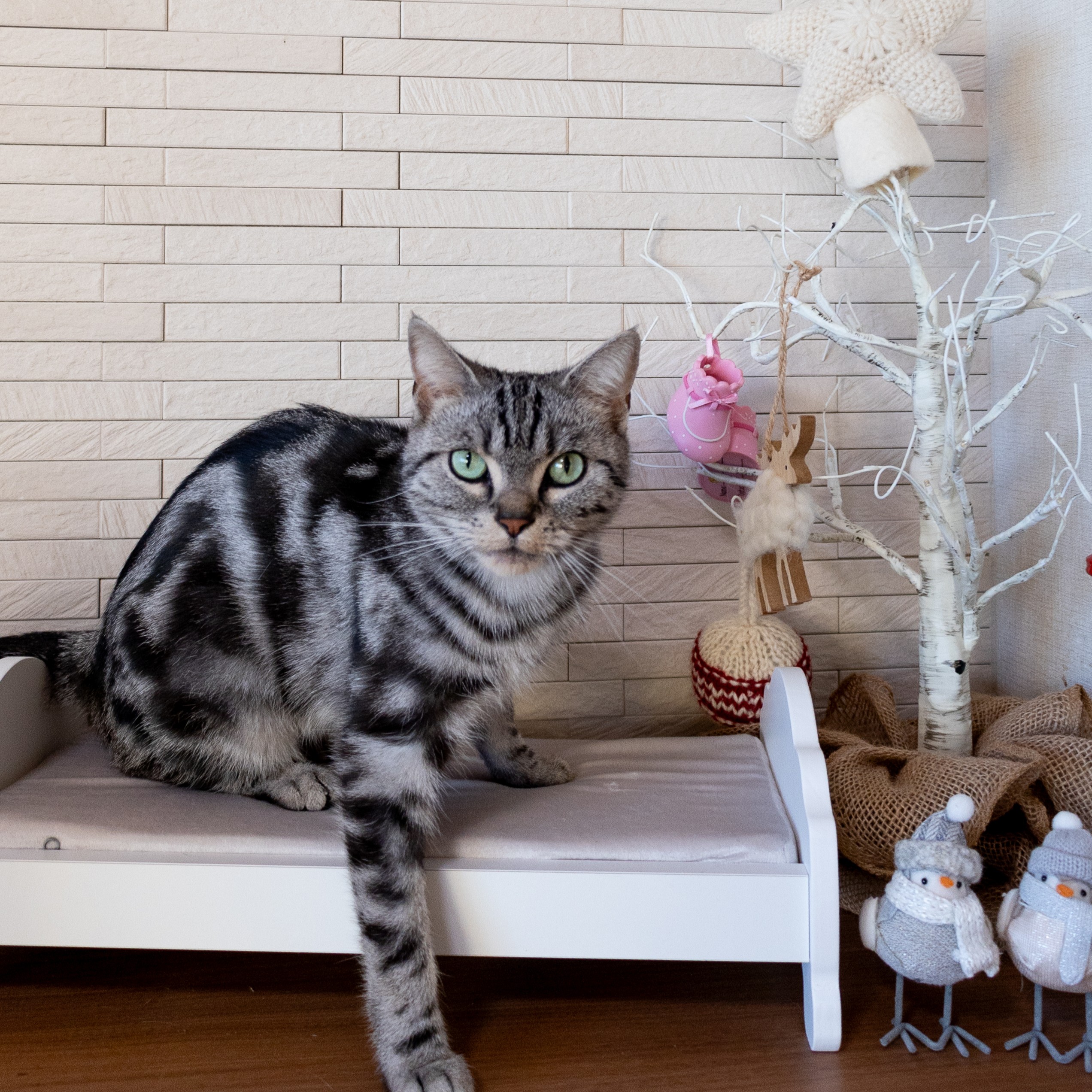 猫 ベット animacolle 堅苦しさ押さえる  寸法押さえる キャットウォーク 踏み段 キャットタワー 賃貸借契約 日本製 安全性のある 壁付 猫 ねこ キャットロード  ウォール中毒者 貨物輸送無料