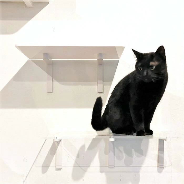 Animacolle キャットウォーク キャットステップ キャットタワー 正規店 日本製 安全壁付け 棚板 足場 クリア キャットロード 大型猫 ねこ  運動 遊び 多頭飼い スリム コンパクト DIY 送料無料 あす楽 アニマコレ 賃貸 猫用品