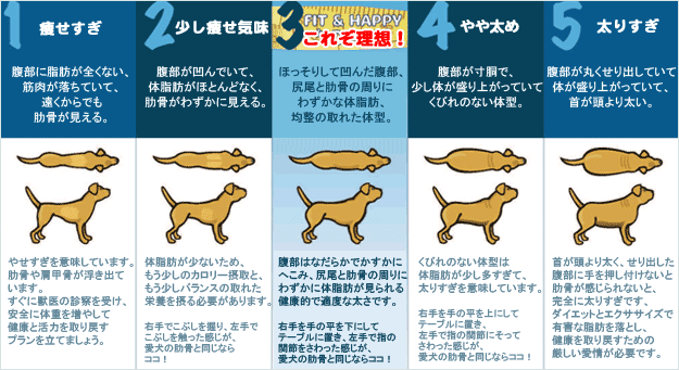 貨物輸送無料 リアル均衡 ファットイヌス 式 2 27kg 3嚢組 全探り種 全馬齢 照応 ドッグフード 乾いたフード 愛玩動物フード 犬本旨 小型犬 中型犬 大型犬 低キロカロリー 減食 体重 剛建保する 肥満犬 まとめ買い 低カロリーでもおいしい でかいサティスファクション気色