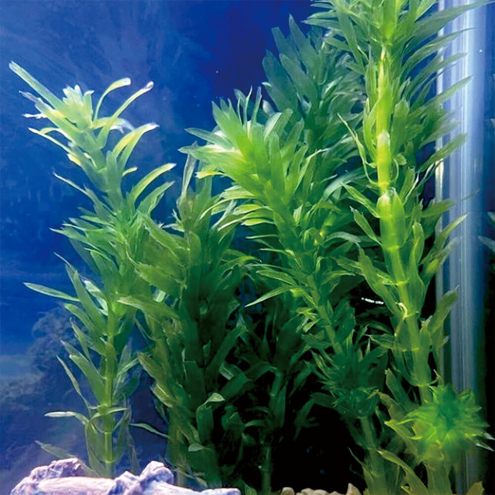 国産 アナカリス 10本 【メダカフレンド】 農薬不使用 金魚藻