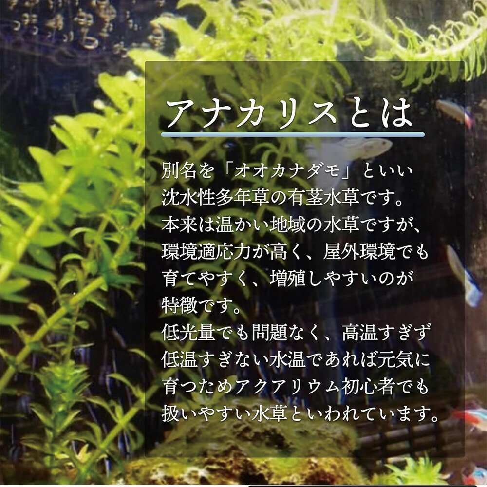 国産 アナカリス 10本 【メダカフレンド】 農薬不使用 金魚藻
