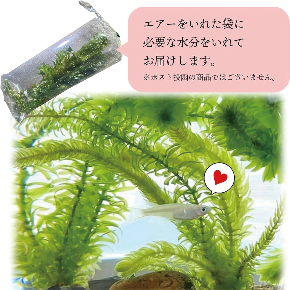 国産 アナカリス 10本 【メダカフレンド】 農薬不使用 金魚藻