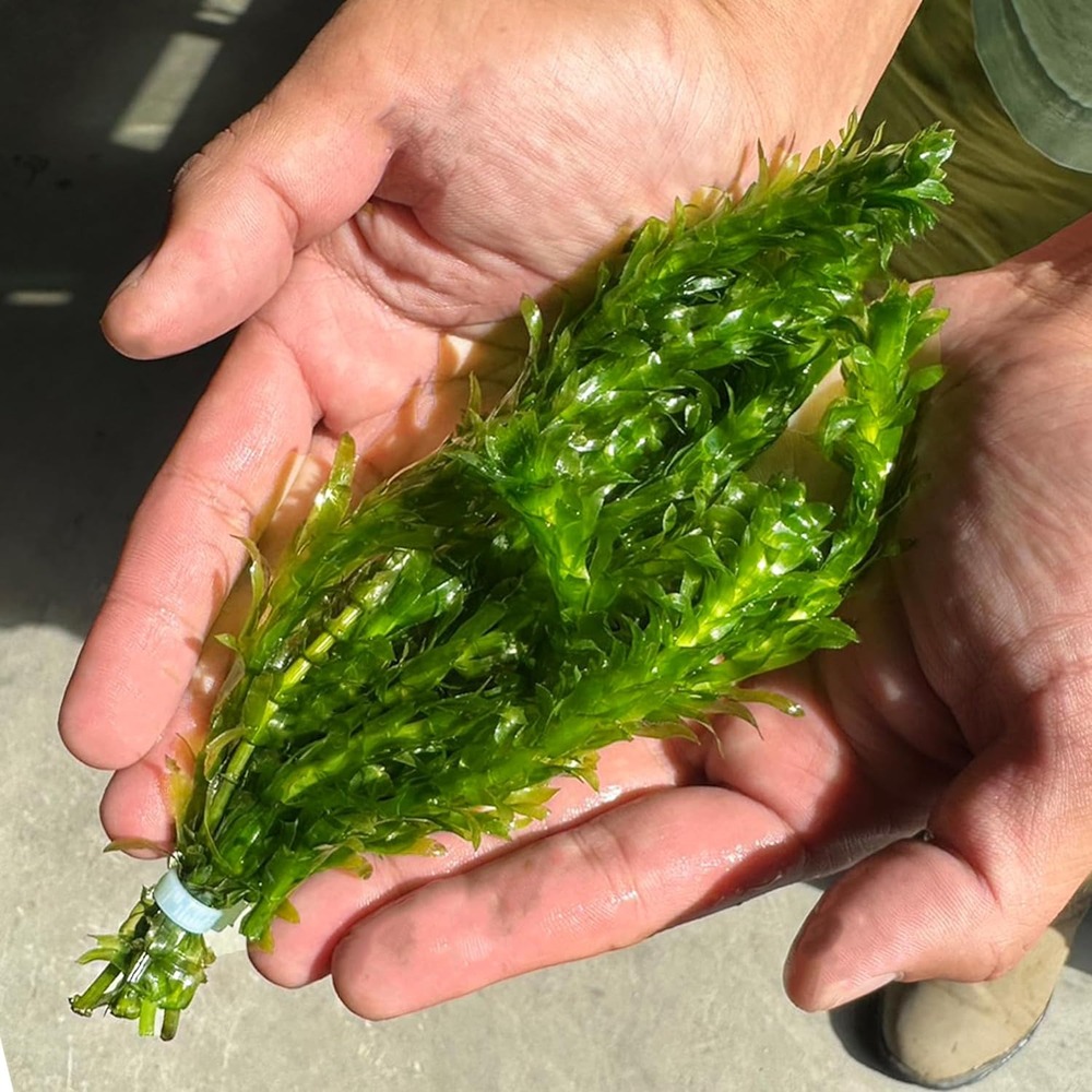 国産 アナカリス 10本 【メダカフレンド】 農薬不使用 金魚藻