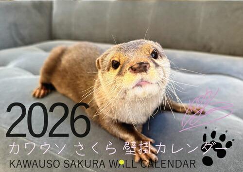 楽天市場】可愛い嘘のカワウソ 2026年 カレンダー CL26-0083 カレナビ