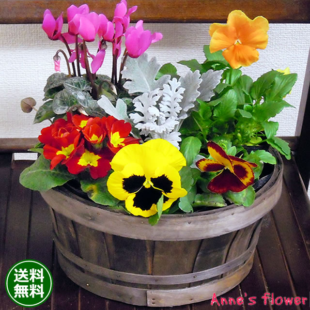 楽天市場】季節のお花の寄せ植えミニガーデン 送料無料 鉢 お歳暮