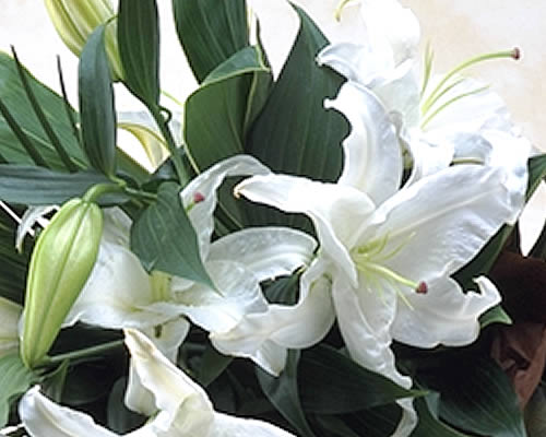 楽天市場 タイムセール豪華なカサブランカの花束 ユリの王様 白 百合 カサブランカが3本入り ギフト バレンタインデー 誕生日 お供え いつもアンのお花屋さん