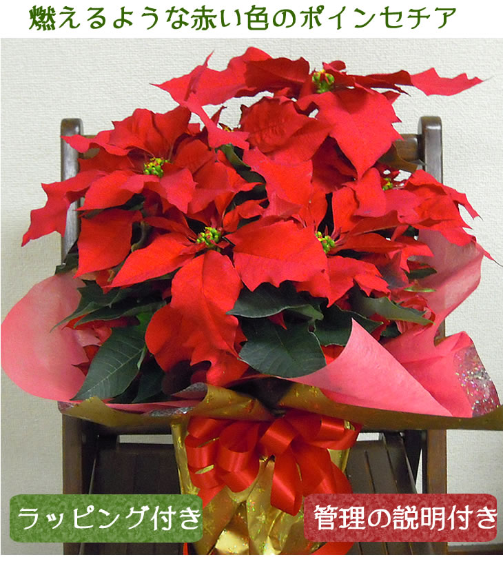 楽天市場 クリスマスプレゼント お歳暮 ポインセチア 鉢植え お誕生日 クリスマス お歳暮 お正月 ギフト いつもアンのお花屋さん