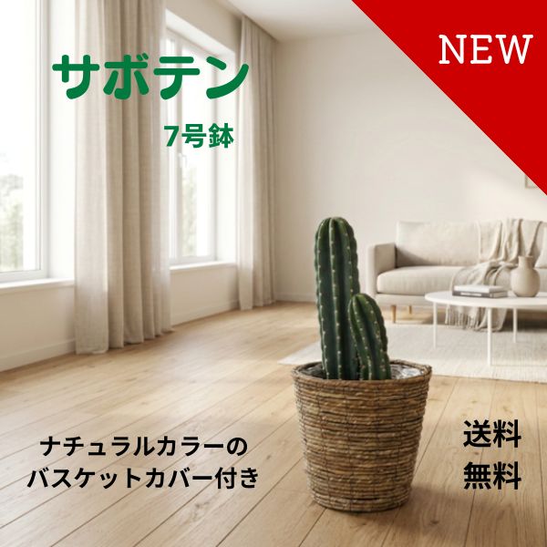 【25日限定ポイント3倍】柱サボテンは、シンプルでおしゃれなインテリアグリーンとして大人気です。トゲがないので安心してお部屋に置けますし、丈夫で手間いらずなのも嬉しいポイント。8号鉢に収まったこのサボテンは、どんな空間にもぴったりフィットします。|フラワーショップ Anniver Rose