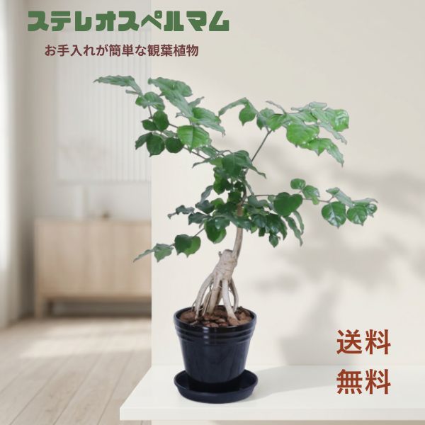 【25日限定ポイント3倍】個性的な根っこが特徴の観葉植物で、インテリアにおしゃれなアクセントを加えます。この植物は非常に丈夫で入れが簡単なため、忙しい方にも最適です。インテリアグリーンとしてリビングやオフィスに自然の癒しの空間をより魅力的に演出します。｜フラワーショップ Anniver Rose 8,580円